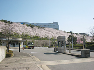 桜の様子２