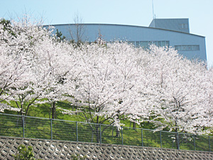 桜の様子１