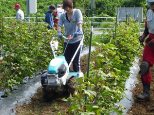 綿花の栽培による農業再生支援の様子