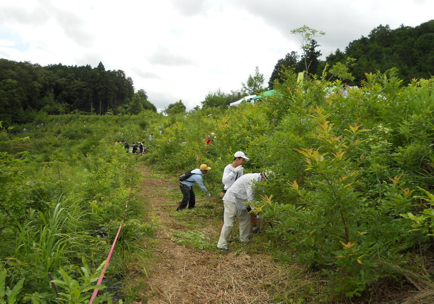 草刈りの様子