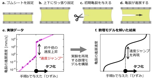 速度ジャンプの実験方法とその再現モデル