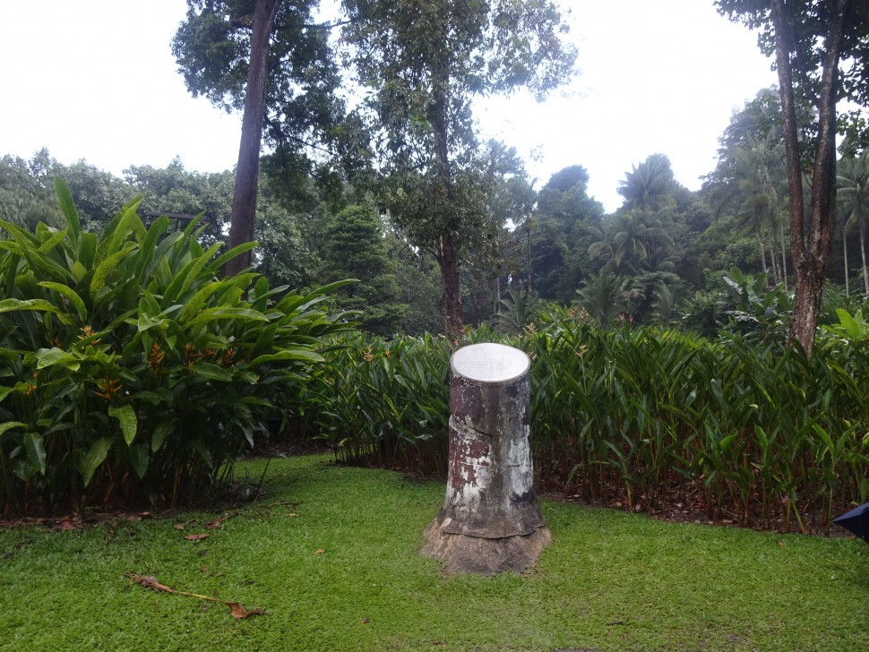 天然ゴム栽培発祥の地　BosnicGarden