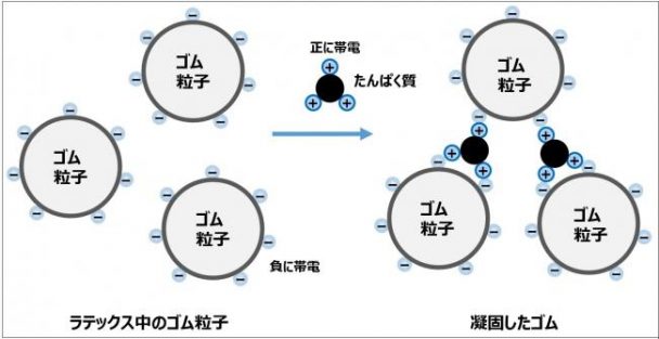 ラテックスがタンパク質によって凝固するモデル図