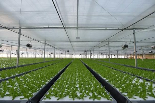 植物工場の様子２