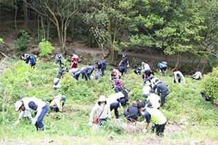 雑草の刈り取りによる森林整備