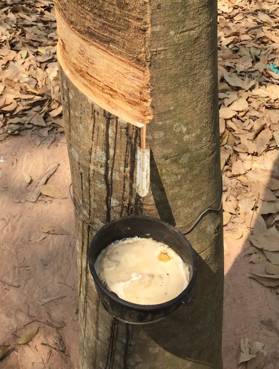 採取されるゴムの樹液