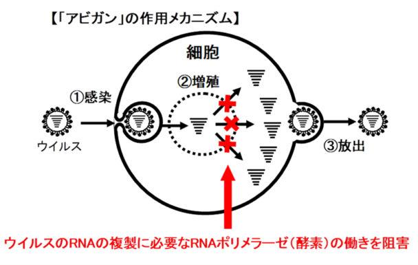 「アビガン」の作用メカニズム