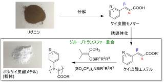 「バイオマス由来難重合性モノマーのＧＴＰ」ケイ皮酸系ポリマー