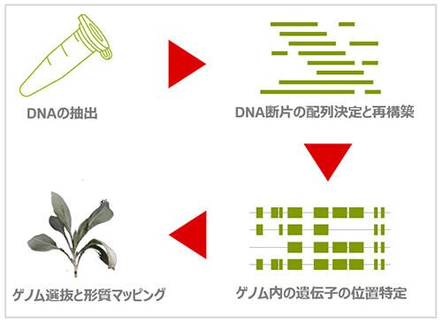 グアユールのゲノム解析