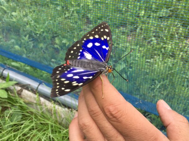国蝶オオムラサキが羽化　住友ゴム市島工場で