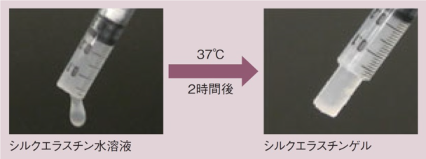 シルクエラスチン水溶液のゲル化