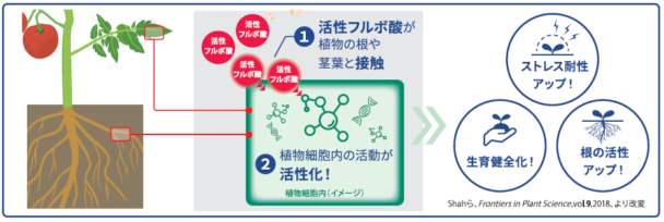 活性フルボ酸による活性化メカニズムと期待される効果