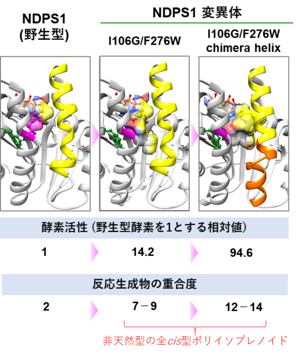 ＮＤＰＳ１変異体の構造モデルと特性の比較