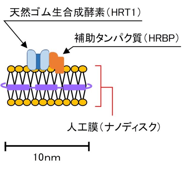 今回発明した新手法