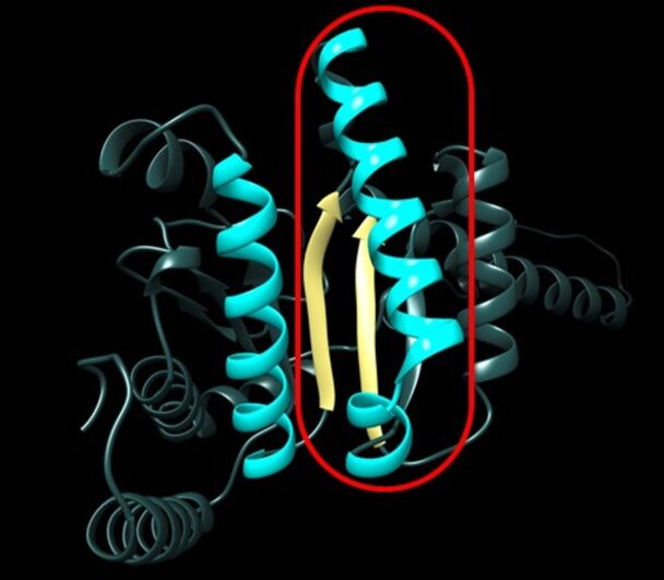 天然ゴム合成酵素（赤枠が鎖長に影響を及ぼす重要部位）