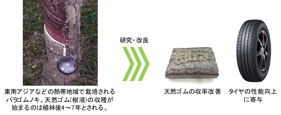 天然ゴムの品種改良につながる実験に成功