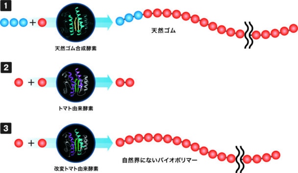 酵素を触媒として用いた合成反応イメージ