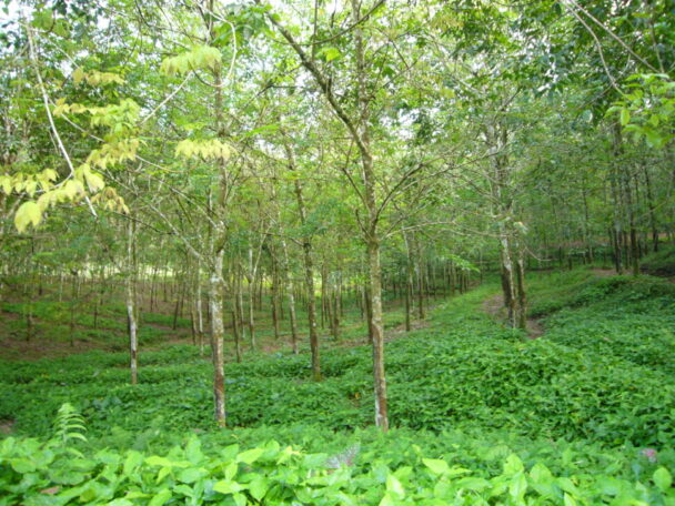 天然ゴム農園への投資を強化　ブリヂストン、東南アジアで