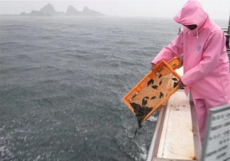 ヒラメの稚魚放流（神奈川県真鶴町）