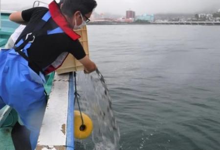 ヒラメの稚魚放流（神奈川県湯河原町)