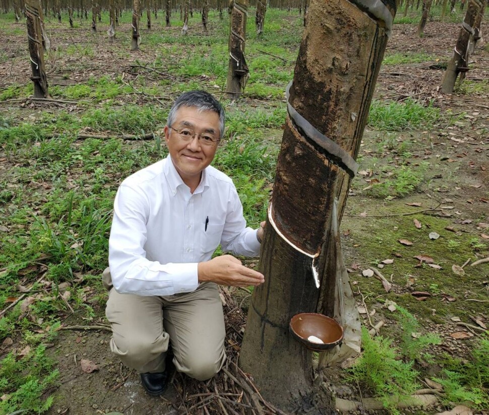 ベトナムの天然ゴム農園にて