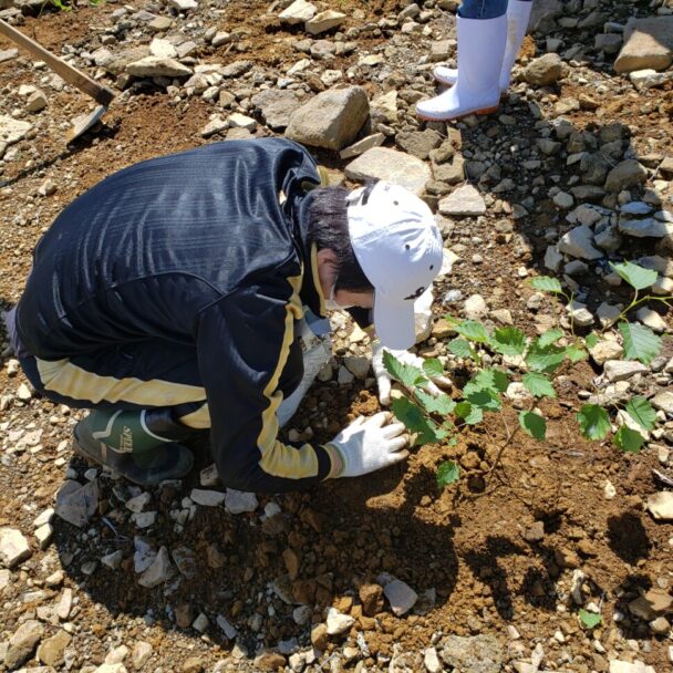 赤面山植樹活動