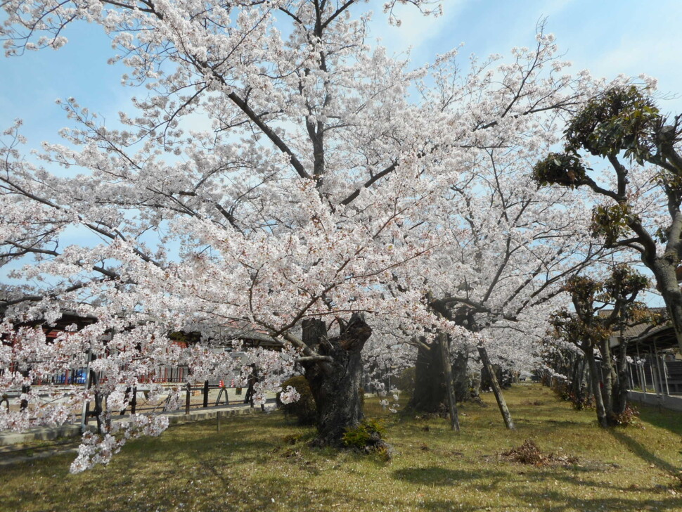 観桜会の桜