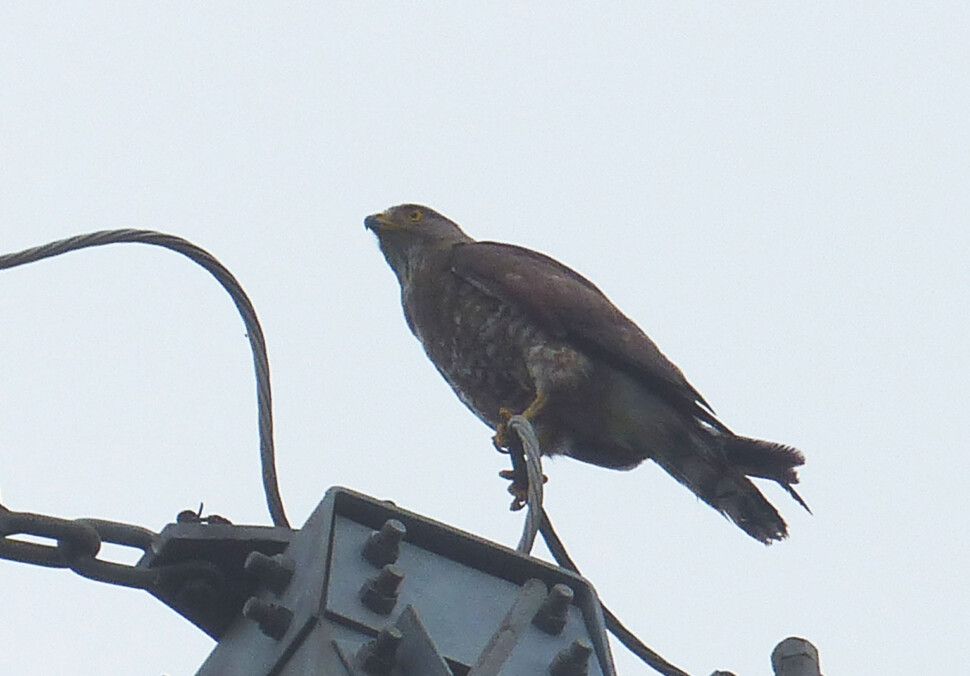 近隣で撮影されたサシバ