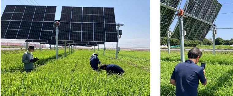 農作物への太陽光照射を優先してパネルが動く次世代営農型太陽光発電設備下部の圃場における評価の様子