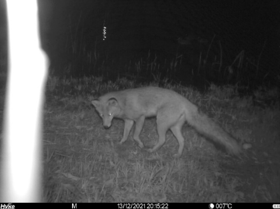 緑地で確認されたホンドギツネ