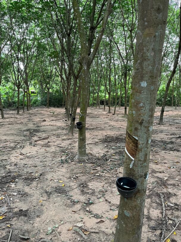 住友ゴムがリスク分析実施　生物多様性保全の課題解決へ