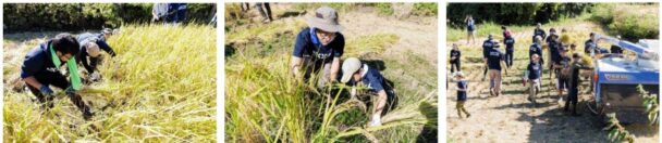 稲刈りの様子