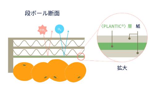 段ボールライナー内側の〈ＰＬＡＮＴＩＣ〉層