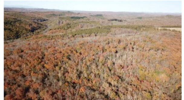 同社所有のカエデ林