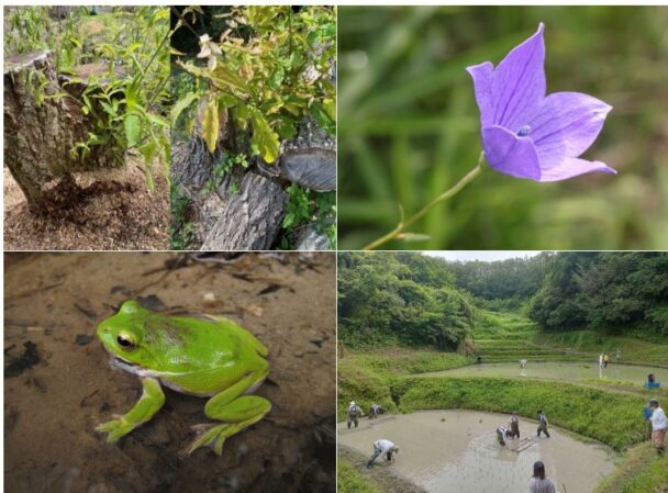 神戸の里山林・棚田・ため池