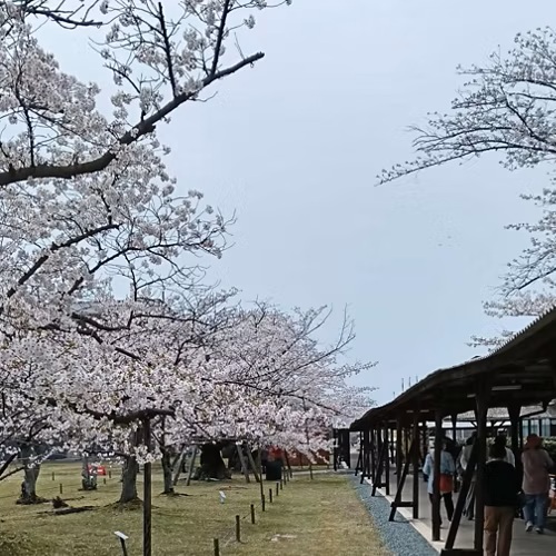 満開の桜並木