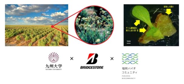 グアユール(米国・アリゾナ州のグアユール研究農園)、グアユールのゲノム編集個体