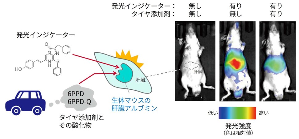 タイヤ摩耗粉塵由来の化学物質と生体内アルブミンの結合を利用した生体イメージング