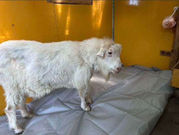 「ブレスエアー」を用いたマットレスを使用するコンブ①(日本モンキーセンター提供)