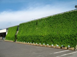 近畿中部物流第一センターのグリーンカーテン 近畿中部物流第一センターのグリーンカーテン